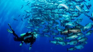🐠 Plongée à Sharm El-Sheikh 🐠